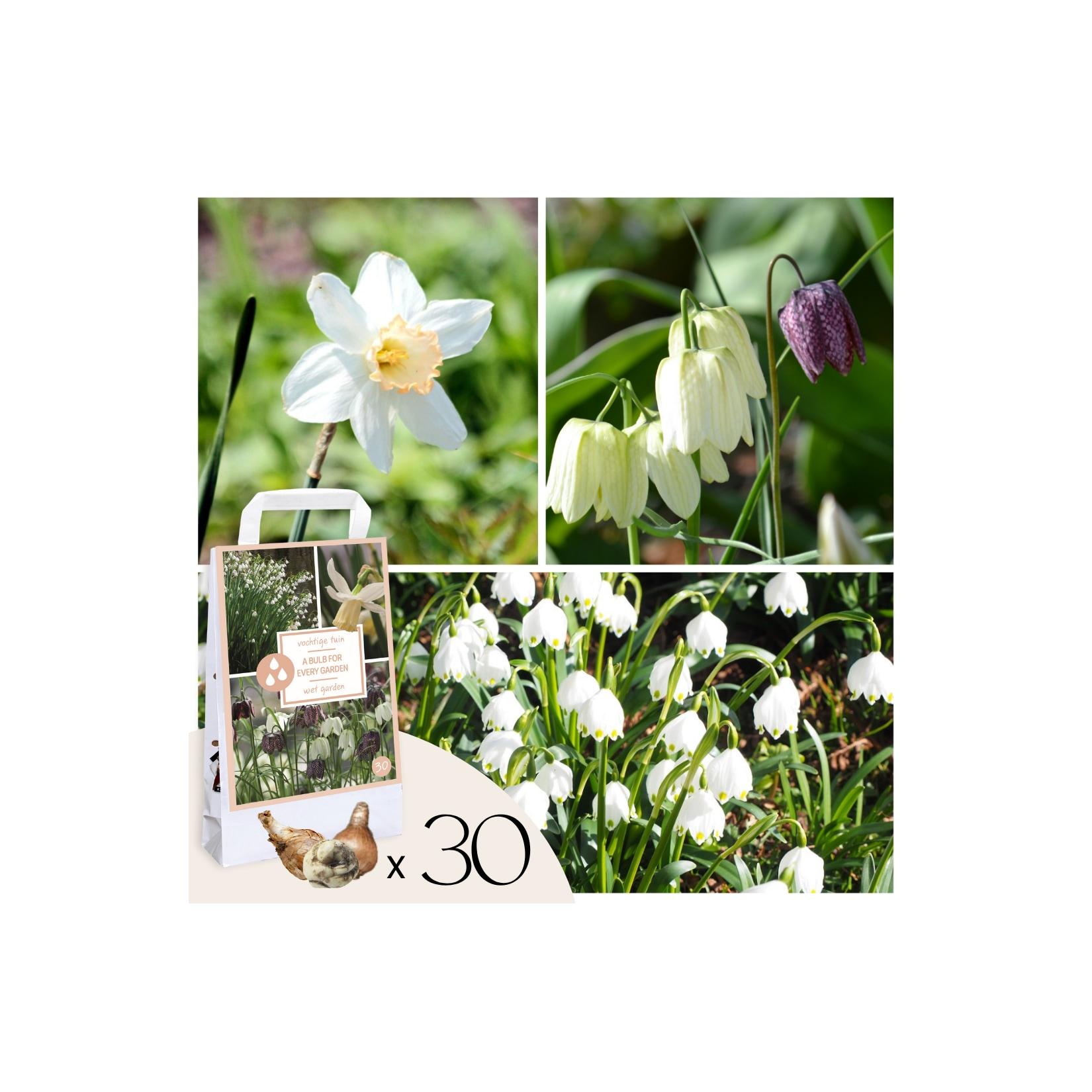 Plant in a Box - Wet Garden Box - 30 Blumenzwiebeln für feuchte & regenreiche Standorte