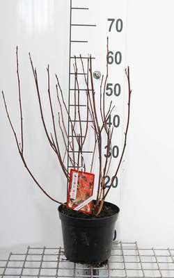 Physocarpus Opulif. 'Red Baron' - Ginestra Del Fagiano 30- 40 Cm - Contenitore