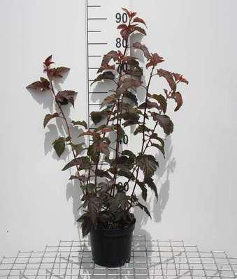 Physocarpus Opulif. 'Lady In Red'® ('Tuilad'®) - Ginestra Del Fagiano 40- 60 Cm - Contenitore