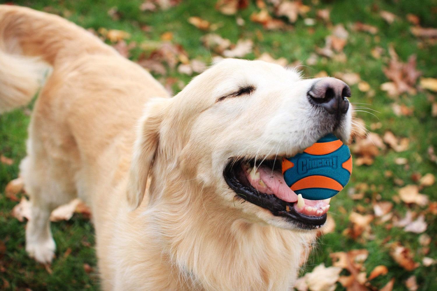Chuckit Ultra Squeaker Ball M 6 Cm 1 Pz.