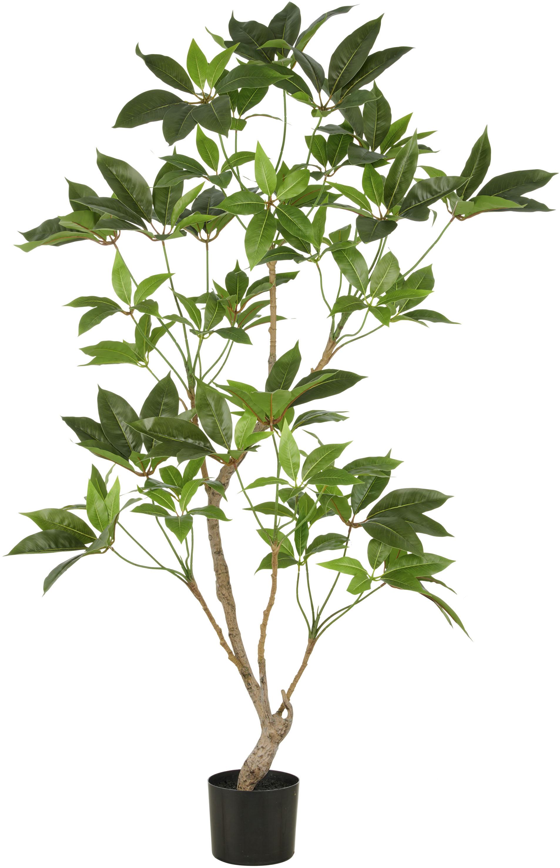 Kunstbaum CREATIV GREEN "Zimmeraralie", grün, H:150cm, Kunststoff, Kunstpflanzen, Kunstbaum, mit naturgetreuer Gestaltung