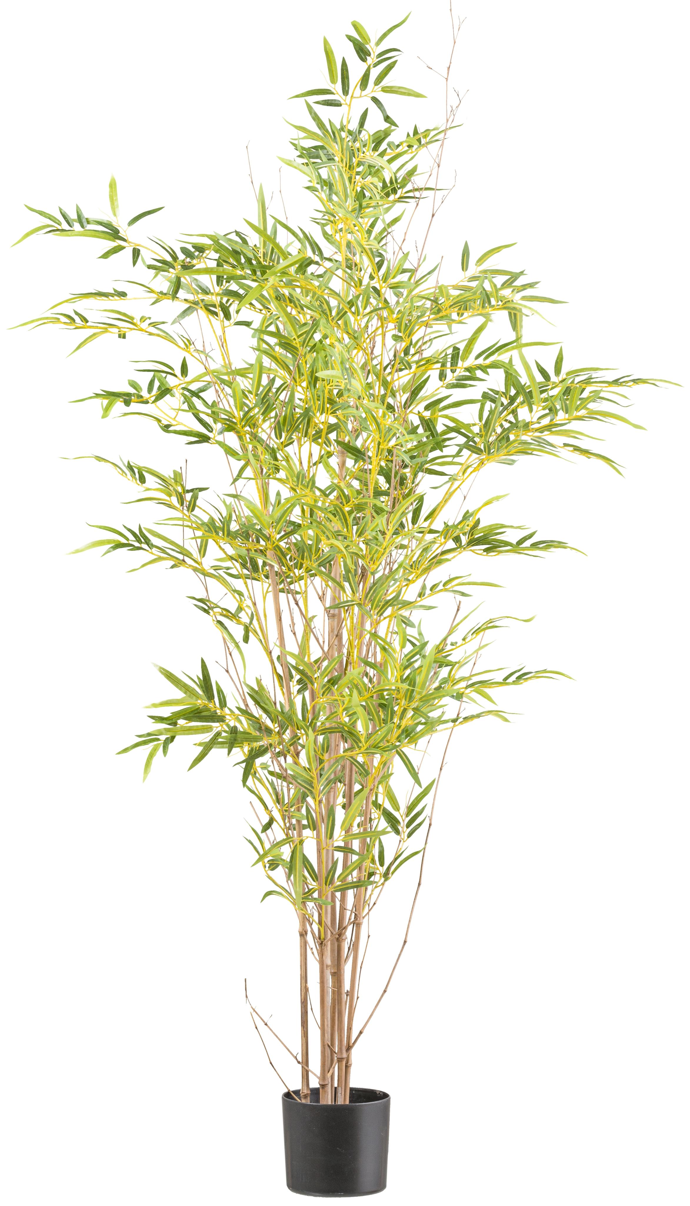 Kunstbambus CREATIV GREEN "Bambus", grün, H:150cm, Kunststoff, Kunstpflanzen, Kunstbambus, mit Naturstamm