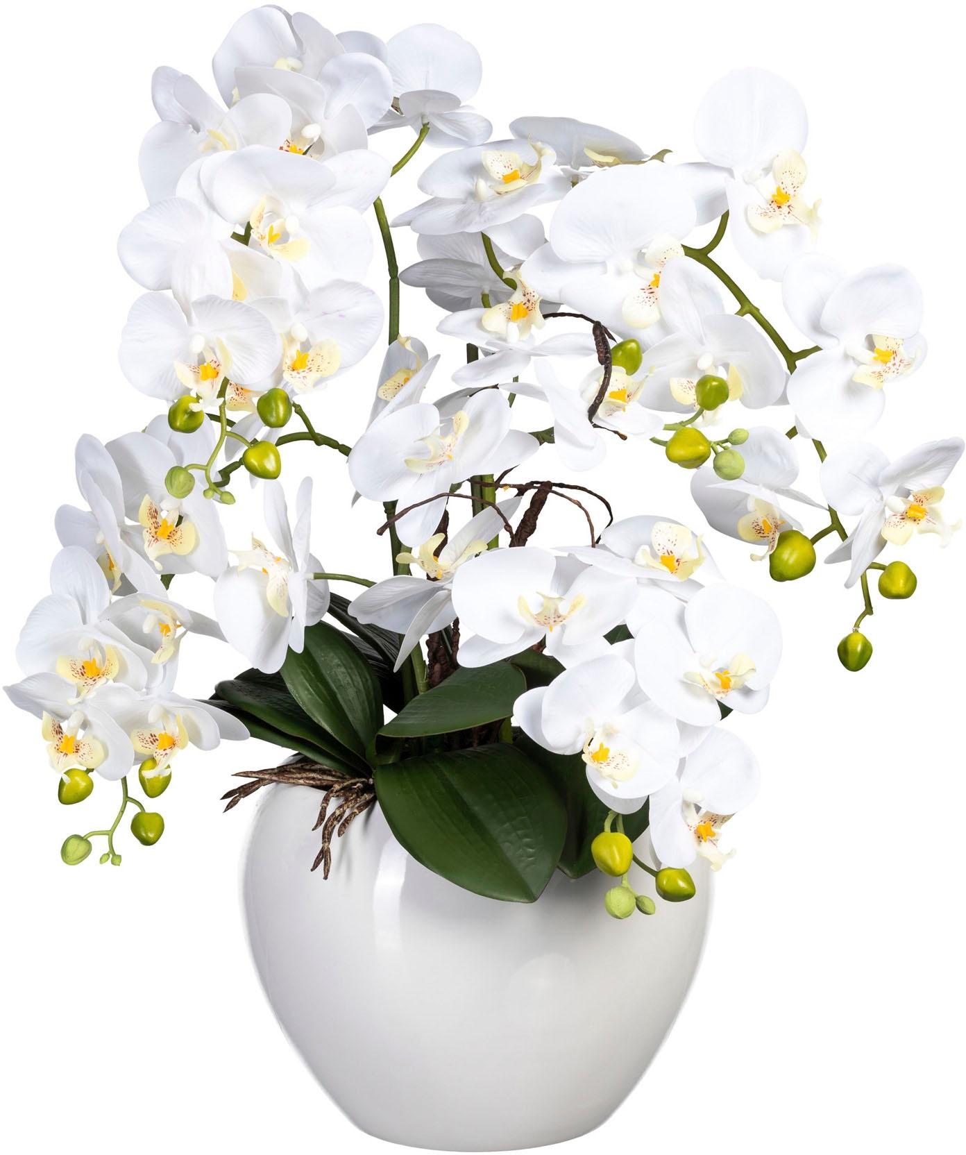 Kunstorchidee CREATIV GREEN "Phalaenopsis im Keramiktopf", weiß, H:56cm, Obermaterial: 95% Polyethylen, 5% Polyester, Kunstpflanzen, Kunstorchidee